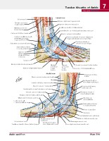 Frank H. Netter, MD - Atlas of Human Anatomy (6th ed ) 2014, page 570